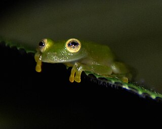 <i>Hyalinobatrachium chirripoi</i> Species of frog