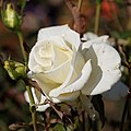 Hybrid tea rose, introduced 1965 (unnamed seedling x 'White Queen') (9057353801).jpg
