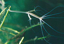 Hydra oligactis with two buds. Reproduction by budding is an exception to the rule that somatic mutations can not be inherited. Hydra oligactis.jpg