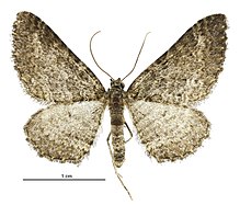 Hydriomena clarkei male.jpg