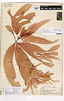 Het roodwier Hymenocladia sanguinea herbarium-exemplaar