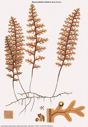 Descrizione dell'immagine Hymenophyllum badium.jpg.