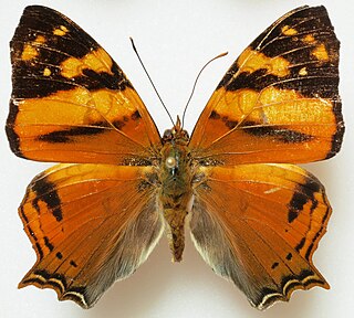 <i>Hypanartia lethe</i> Species of butterfly