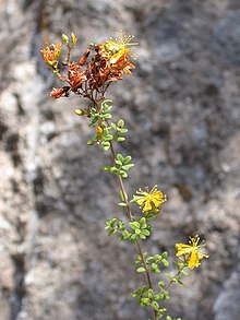 Hypericum thymifolium 1.JPG