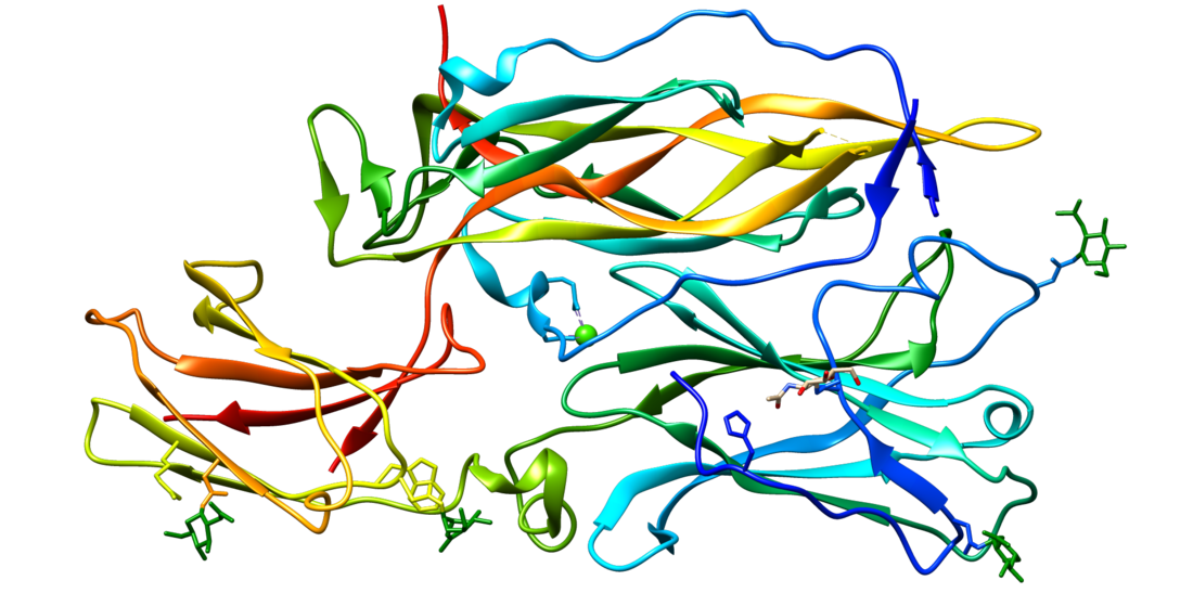 Interleukin 24