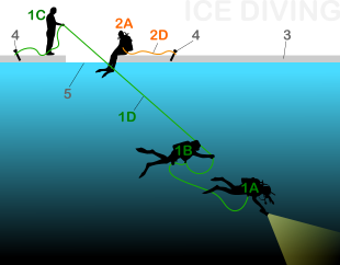 A team of 4 persons. The minimum personnel for ice diving.
1. Team currently diving (1A. lead diver at line end; 1B. second diver and line handler; 1C. tender; 1D. first lifeline for communication, orientation and rescue, ~50-100 m)
2. Rescue diver (2A. fully equipped standby-diver, 2D. second lifeline)
3. Ice cover
4. Ice screws to secure the line ends.
5. Access opening in the ice cover. Ice diving 4team-p.svg