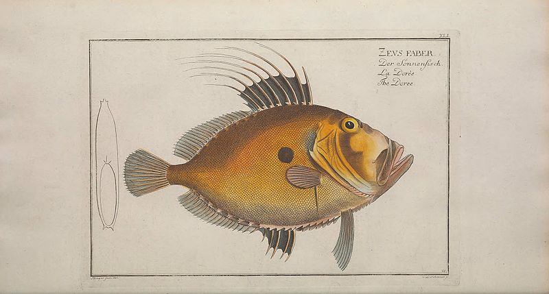 File:Ichtyologie, ou, Histoire naturelle, générale et particulière des poissons (Pl. XLI) BHL47760718.jpg