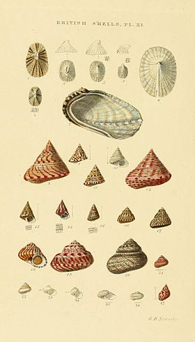 Illustrated Index of British Shells Plate 11.jpg