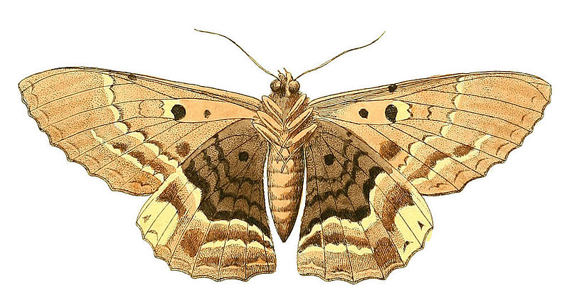 File:Illustrations of Exotic Entomology Erebus Hercyna under.jpg