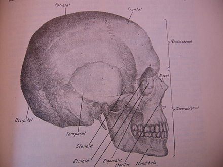 scheletul capului