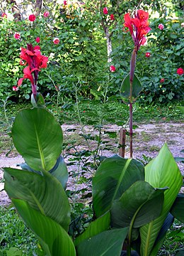 Indinė kana (Canna indica)