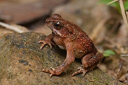 Ingerophrynus parvus, Dwarf toad - Khao Phra - Bang Khram Wildlife Sanctuary (46085331884) by Rushen.jpg
