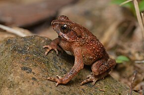 Afbeeldingsbeschrijving Ingerophrynus parvus, Dwarf toad - Khao Phra - Bang Khram Wildlife Sanctuary (46085331884) door Rushen.jpg.