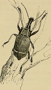 Thumbnail for File:Insects abroad - being a popular account of foreign insects, their structure, habits, and transformations (1883) (14579033997).jpg