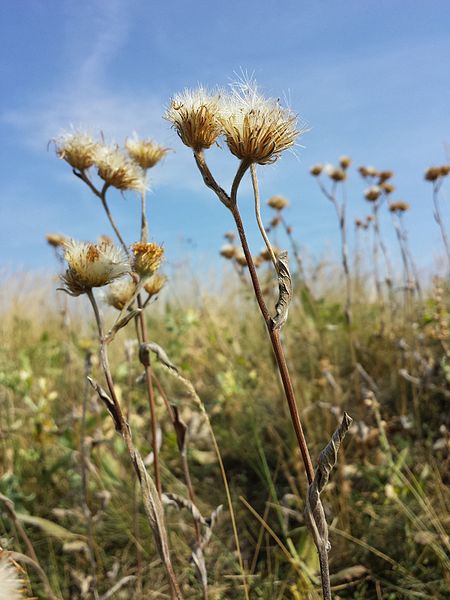 File:Inula oculus-christi sl11.jpg