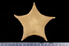 File:Iphiaster noemieae (MNHN-IE-2013-17137) 02.jpg (Category:Echinodermata in the Muséum national d'histoire naturelle)