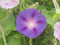 Purpurvinda (I. purpurea)