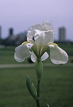 Miniatura per Iris albicans