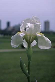 Iris albicans fort worth.jpg