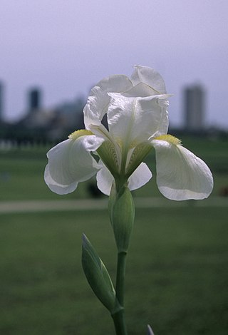 <i>Iris albicans</i> Species of flowering plant