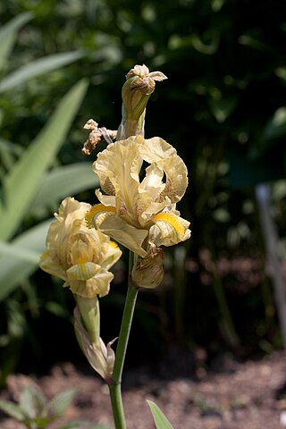 <i>Iris imbricata</i> Species of plant