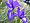 Iris latifolia1.jpg