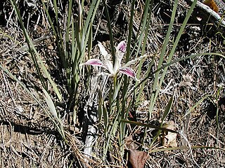 <i>Iris tenuissima</i> Species of flowering plant