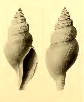 <i>Isodaphne perfragilis</i> Species of gastropod