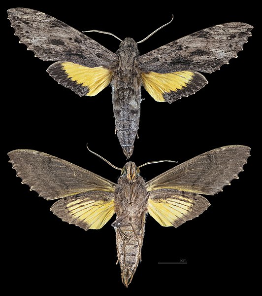 File:Isognathus leachii MHNT CUT 2010 0 350 Mato Grosso Brazil female.jpg