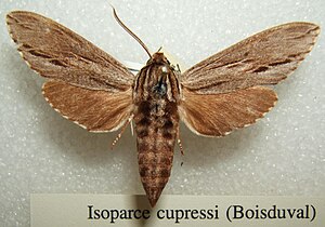 Isoparce cupressi