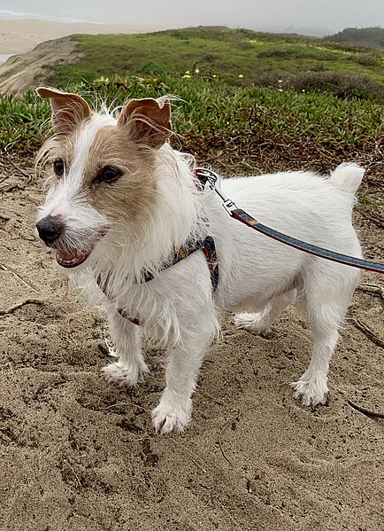 File:Jack Russell Terrier Example Image.jpg