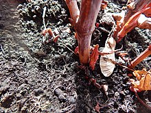 In spring Japanese knotweed.jpg