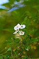 Japanese rose (Rosa multiflora).