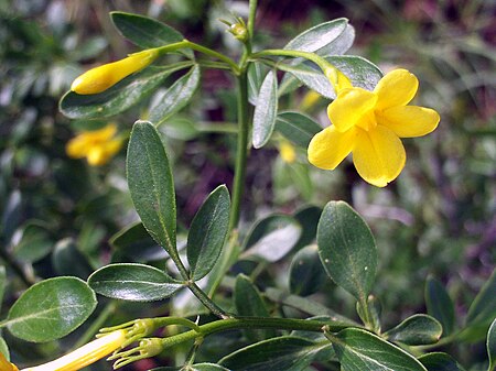 Jasminum fruticans FlowersCloseup 2009May10 SierraMadrona.jpg