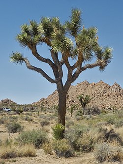 Joshua Tree Nationalpark P4130402.jpg