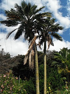 <i>Juania</i> Genus of palms