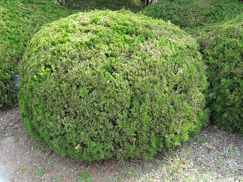 File:Juniperus chinensis 'Globosa'1.jpg