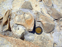 Fossil gastropod and attached mytilid bivalves on a Jurassic limestone bedding plane of the Matmor Formation in southern Israel. JurassicMarineIsrael.JPG