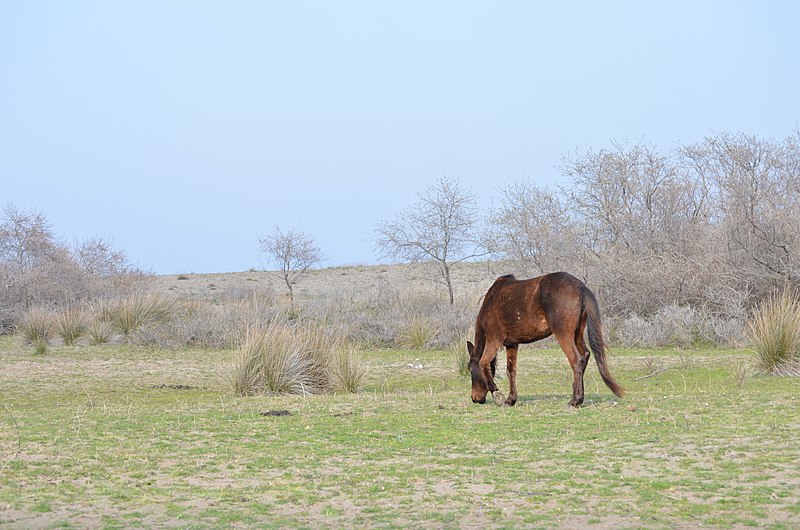 File:Kızılırmak Deltası Kuş Cenneti - panoramio (8).jpg