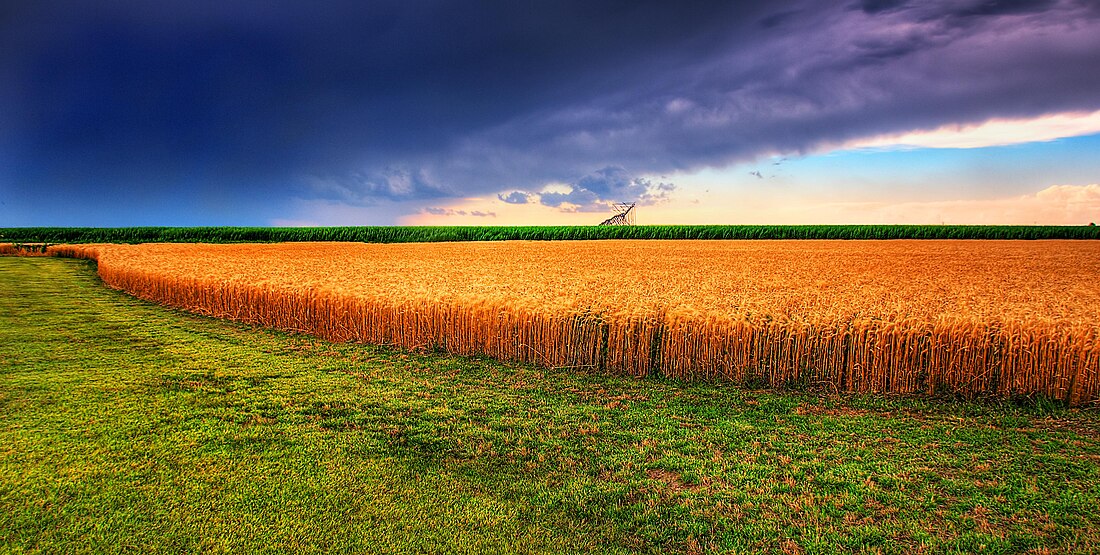 File:Kansas Summer Wheat and Storm Panorama.jpg