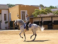 Kartäuser-Pferd Andalucia, Spain Private Tour - June 2007.jpg