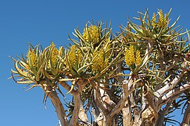 Kokerboom flowers.jpg