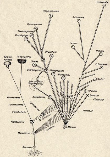 Konstantin Mereschkowski's 1905 tree-of-life diagram, showing the origin of complex life-forms by two episodes of symbiogenesis, the incorporation of 