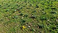 * Nomination Crocus plants at park Theresienstein. --PantheraLeo1359531 13:27, 18 March 2020 (UTC) * Promotion  Support Good quality. Crocuses are minority here:) White ones seem C. thracicus or C. mysius, if they are collection in a botanical garden. --Zcebeci 15:45, 18 March 2020 (UTC)  Comment I think the most plants are so-called daffodils. -- Spurzem 15:52, 18 March 2020 (UTC)