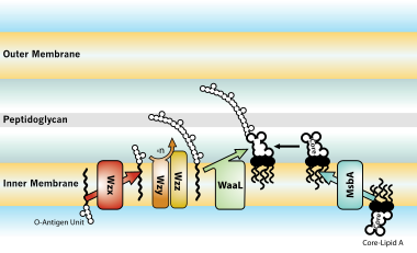 LPS final assembly: O-antigen subunits are translocated across the inner membrane (by Wzx) where they are polymerized (by Wzy, chain length determined by Wzz) and ligated (by WaaL) on to complete Core-Lipid A molecules (which were translocated by MsbA). LPS-Assembly.svg