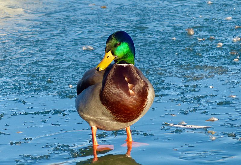 File:LSG Innerer Gruenguertel Aachener Weiher Stockente 01.jpg