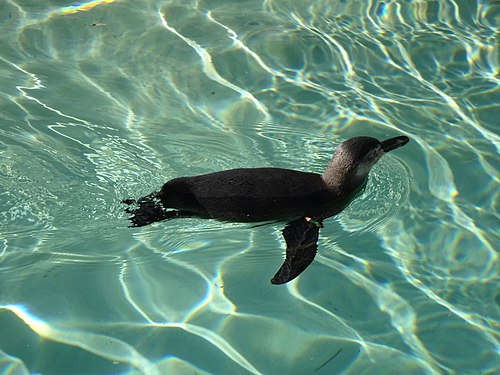 The penguin's swimming scatters the light