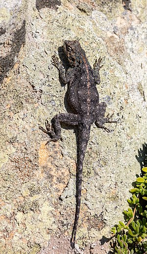 Exemplar of Southern Rock Agama (Agama atra), Cape of Good Hope, South Africa.