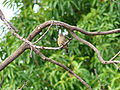 Senegalamarant Red-billed Firefinch female