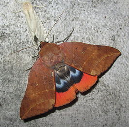 Lagoptera juno